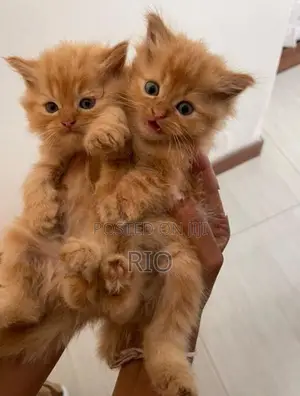 Persian Kittens