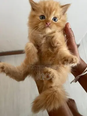 Persian Kittens