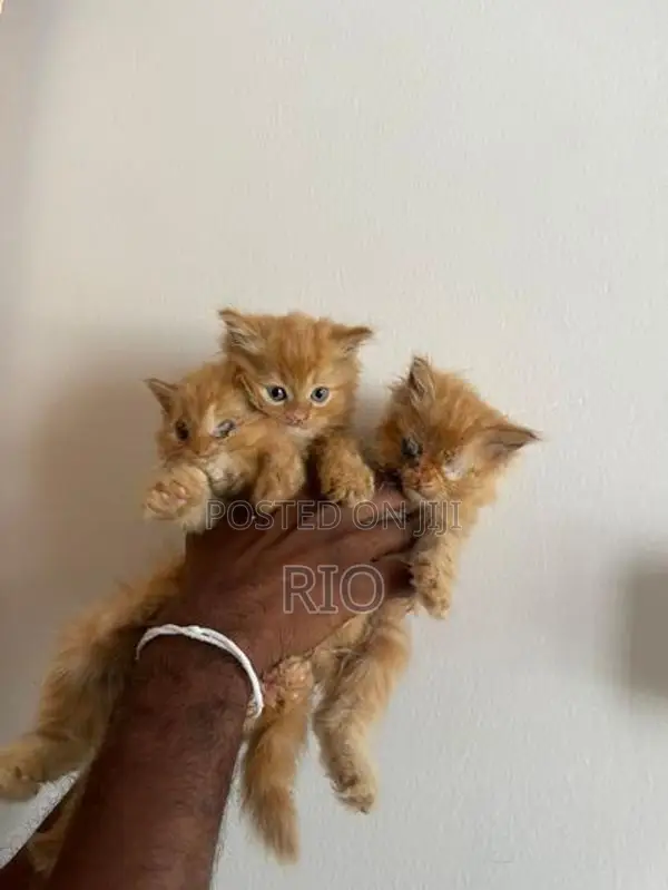Persian Kittens