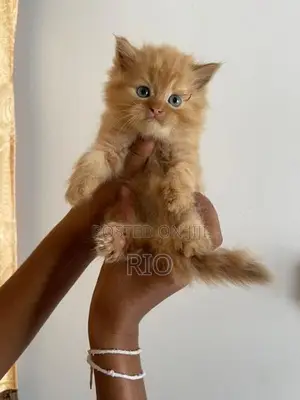 Persian Kittens