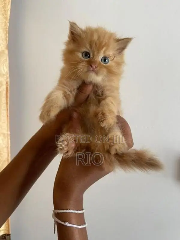 Persian Kittens