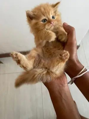 Persian Kittens