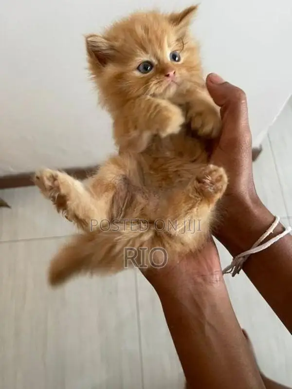 Persian Kittens