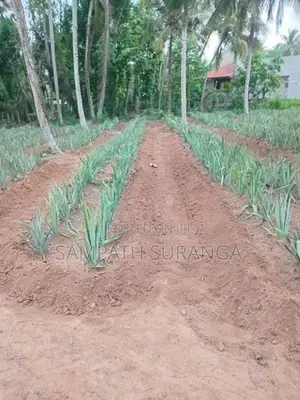 අන්නාසි පැල