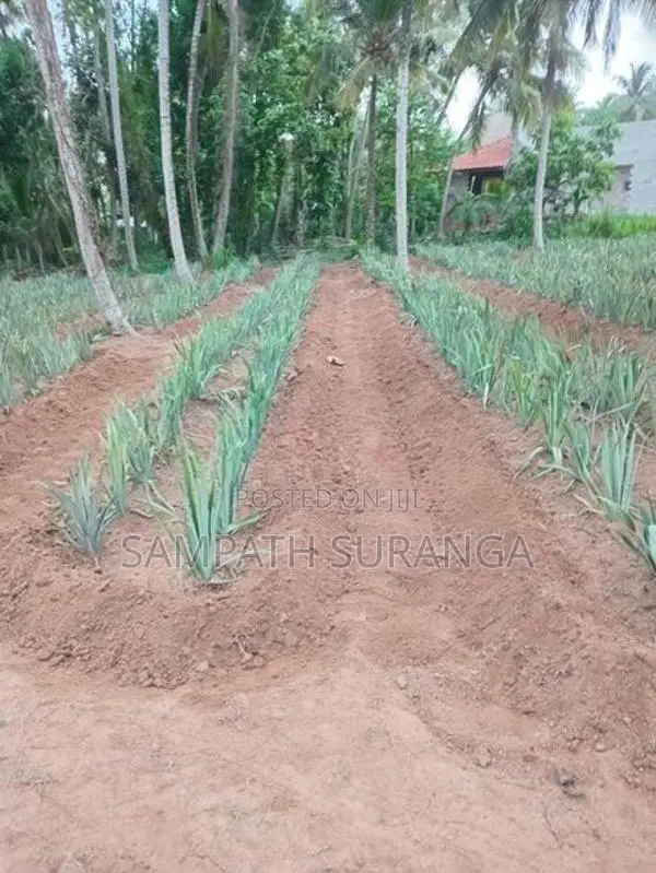 අන්නාසි පැල