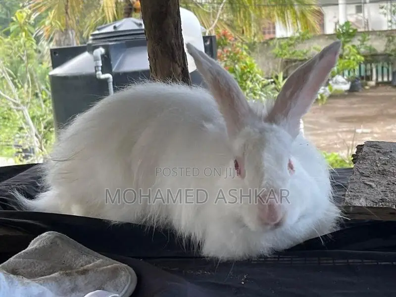 Angora Rabbit