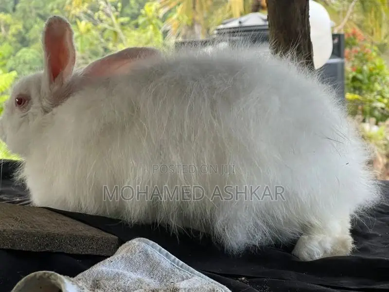 Angora Rabbit