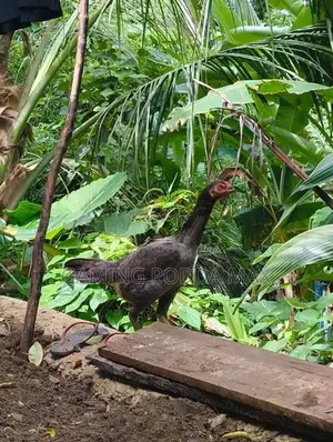 Shamo Joduwa Wikinimata
