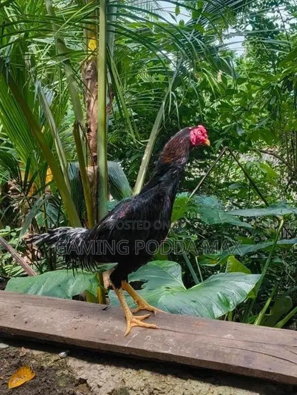 Shamo Joduwa Wikinimata
