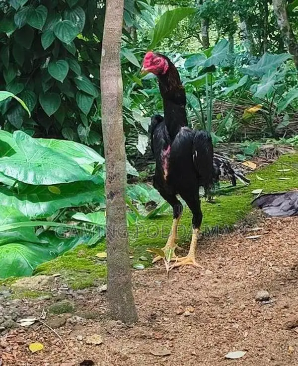 Shamo Joduwa Wikinimata