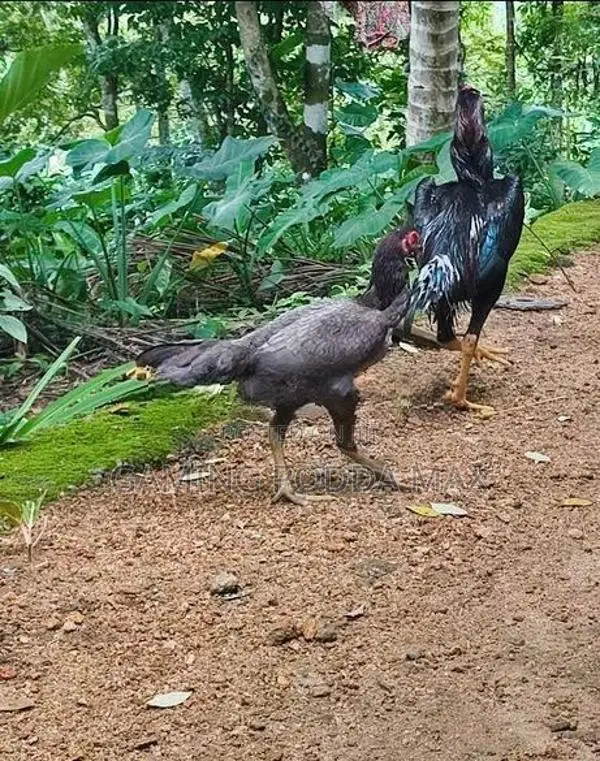 Shamo Joduwa Wikinimata