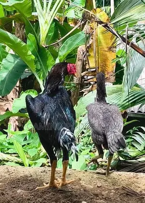 Shamo Joduwa Wikinimata