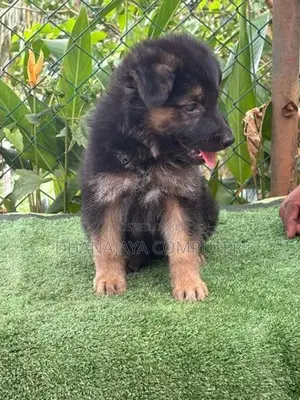 German Shepherd Puppy