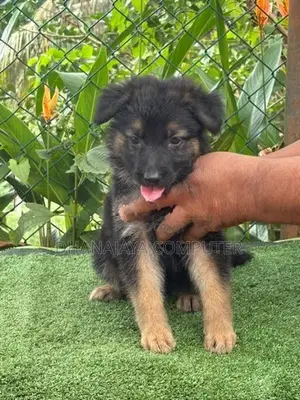 German Shepherd Puppy