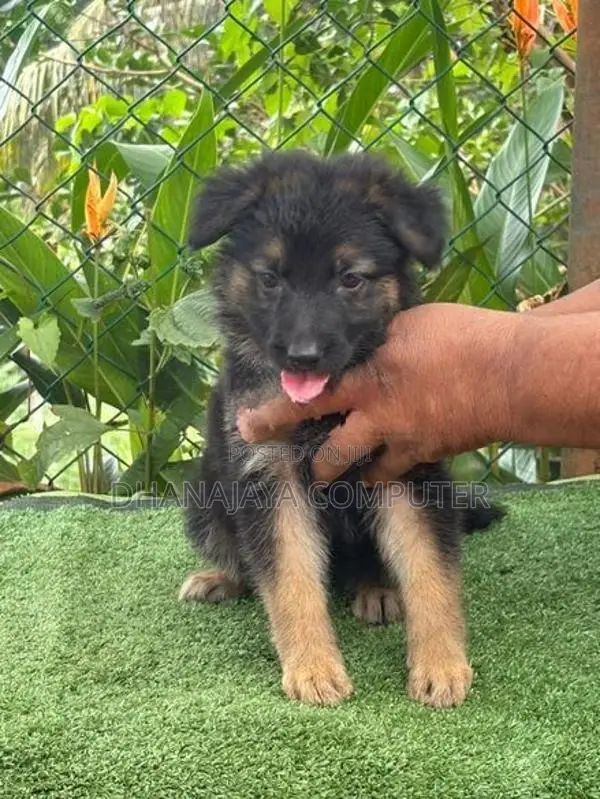 German Shepherd Puppy