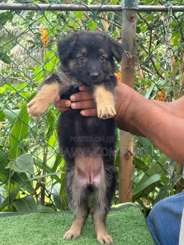 German Shepherd Puppy