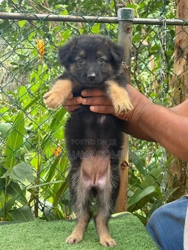 German Shepherd Puppy
