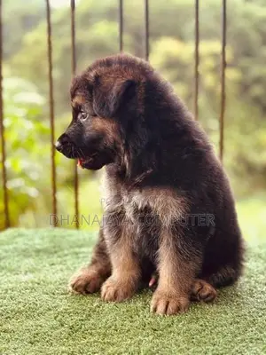 German Shepherd Puppy