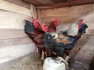 Gam Kukula