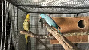 Blue Ring Neck Pair