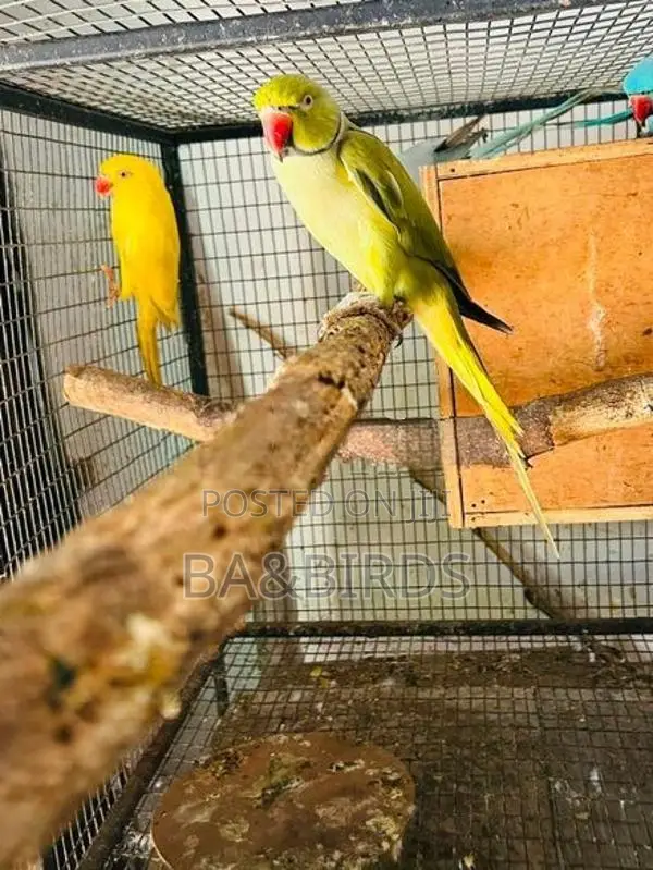 Blue Ring Neck Pair