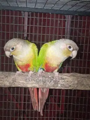 Blue Ring Neck Pair
