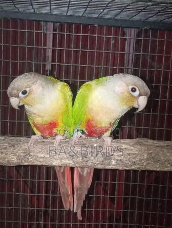 Blue Ring Neck Pair