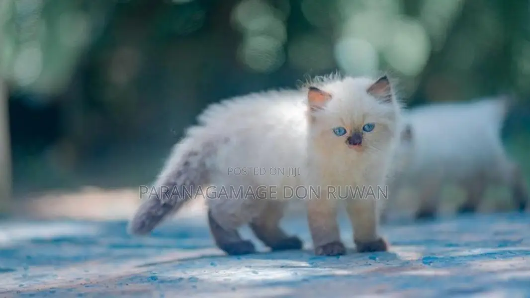 Persian Cat