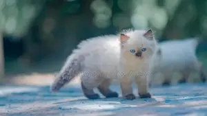 Persian Cat