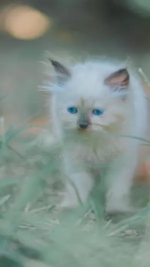 Persian Cat