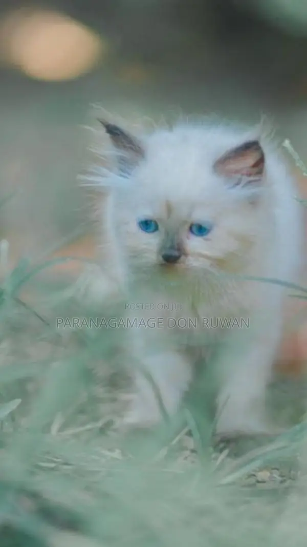 Persian Cat