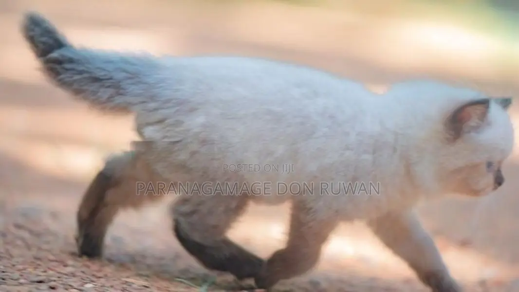 Persian Cat