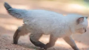 Persian Cat