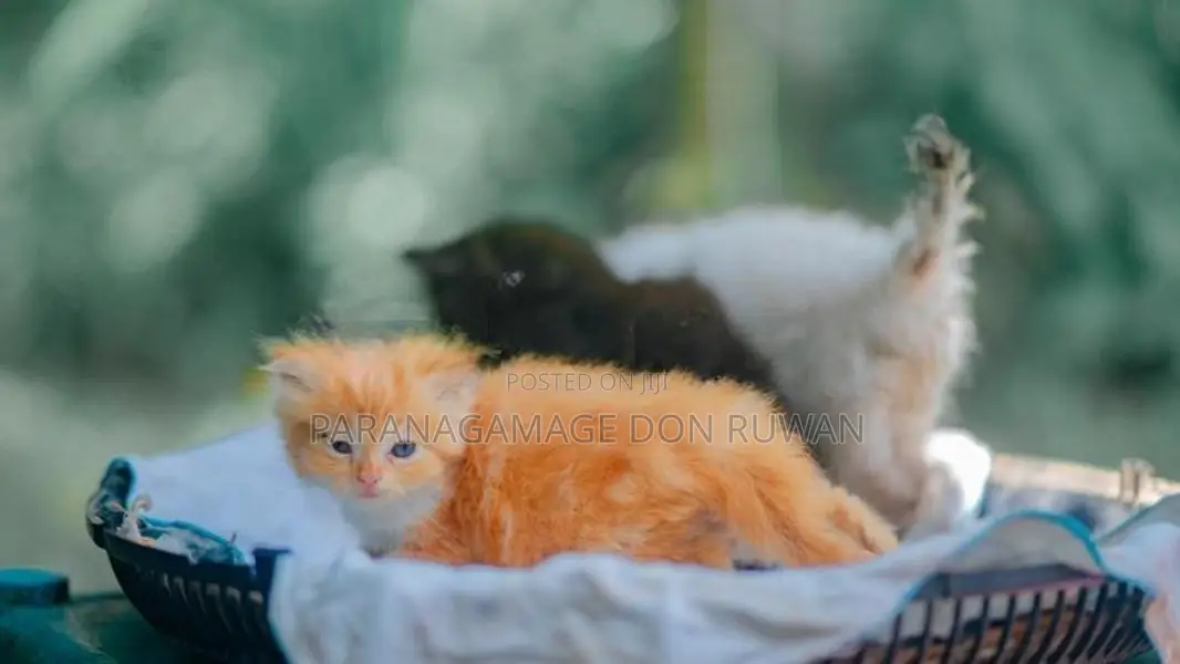 Persian Cat