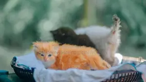 Persian Cat