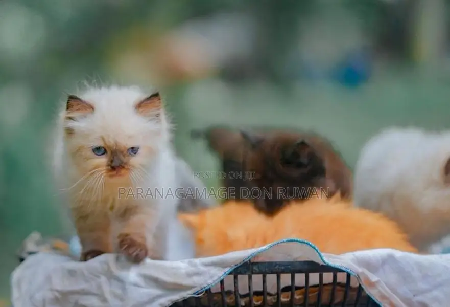 Persian Cat