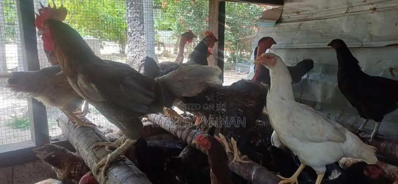 முட்டையிடும் கோழி