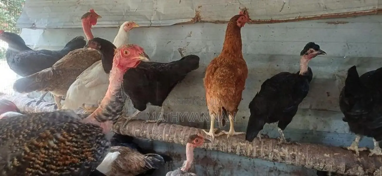 முட்டையிடும் கோழி