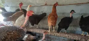 முட்டையிடும் கோழி