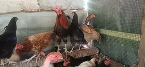 முட்டையிடும் கோழி