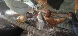 முட்டையிடும் கோழி