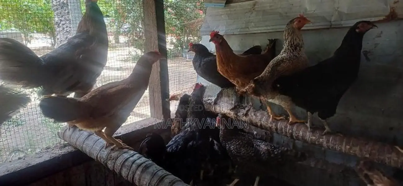 முட்டையிடும் கோழி