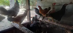 முட்டையிடும் கோழி