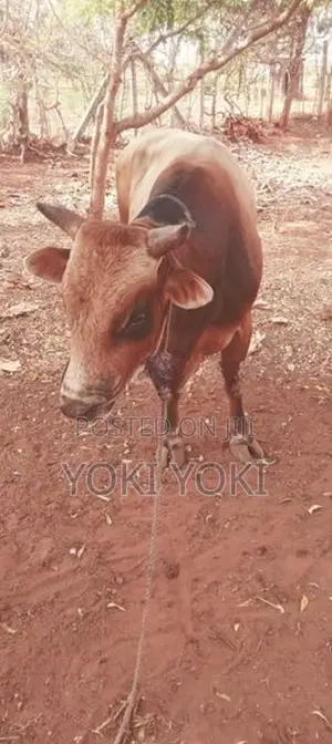 நாம்பன் மாடு