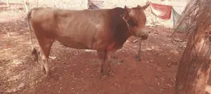 நாம்பன் மாடு