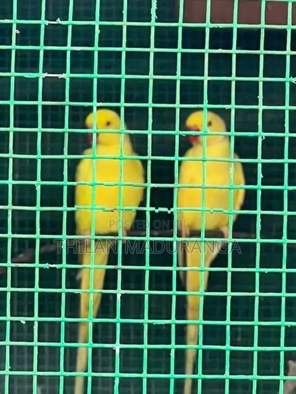 Ringneck