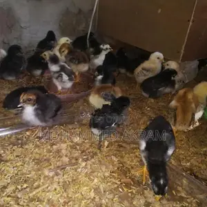 Incubator
