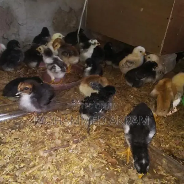 Incubator
