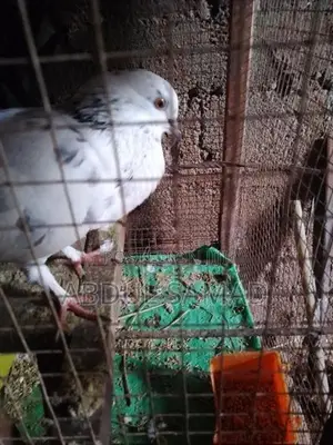 Pigeon