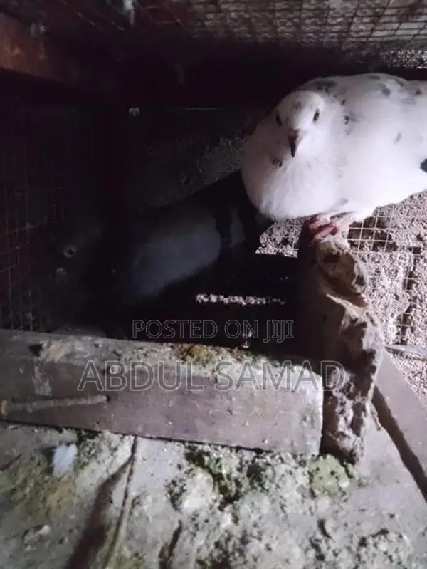 Pigeon
